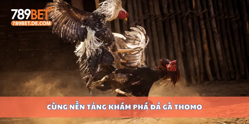 Cùng nền tảng khám phá đá gà Thomo