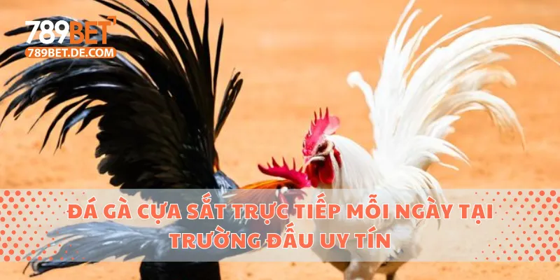 Đá Gà Cựa Sắt Trực Tiếp Mỗi Ngày Tại Trường Đấu Uy Tín 1 Đá gà cựa sắt